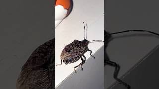 Brown Marmorated Stinkbug shorts [upl. by Rahm881]