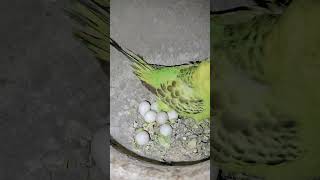 7 eggs🥚🥚🥚🥚🥚🥚🥰 my budgies parrot🥰 parrot birds budgies pets [upl. by Diraf]