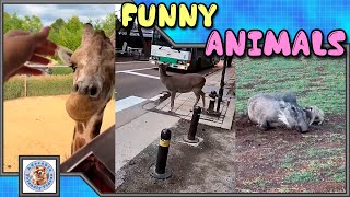 Compilation of funny animals 051 Choose what you liked most and leave a comment Subscribe [upl. by Delbert755]