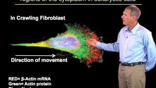 mRNA localization  Roy Parker BoulderHHMI [upl. by Ennail]