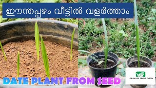 DATE PALM MALAYALAM DATES TREE GROWINGHOW TO GROW A DATE PALMDATES PLANT FROM SEEDDATE PALM TREE [upl. by Cara]