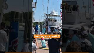 Big rock marlin shortsfeed shorts short fish marlins shortsviral bigrock shortsyoutube [upl. by Tdnarb]