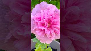 Hollyhock tiny plant with big flower [upl. by Florine]