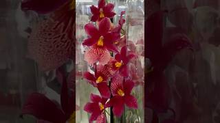 💙💛Beautiful Miltonia Cymbidium Oncidium Odontoglossum💚🤩exotic orchids Епіцентр на Григоренка 40 [upl. by Yeldar]