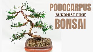 Buddhist Pine Podocarpus Macrophyllus Bonsai from HardwareStore Bonsai to Fairy Tree [upl. by Mcclain]