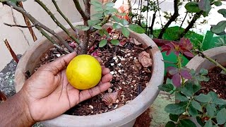 ரோஜா செடி வேர் நல்லா வளர மேஜிக் பழம்  புது தளிர் வர  Citrus Fruit Fertilizer for Rose Plant Leaves [upl. by Krug]