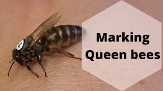 Marking carniolan queen bees queen breeding part 5 carnica queenbee [upl. by Lytsirhc]