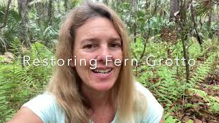 Restoring Fern Grotto by Removing Invasive Coral Ardisia [upl. by Ahsinelg495]