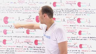 Fatty Acid Synthesis [upl. by Alathia]