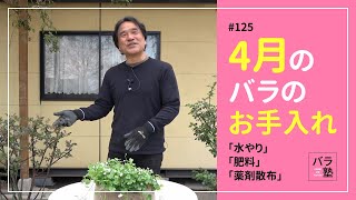 125 4月のバラのお手入れ【バラの育て方：4月】 [upl. by Llij714]