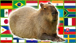 Capybara in 70 Languages Meme [upl. by Bunde]