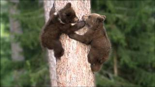 Little Brown Bears 2 [upl. by Kizzie]