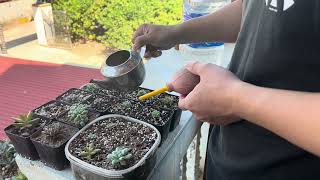 Watering and Propagation Tips for Healthy Growth [upl. by Crescint]