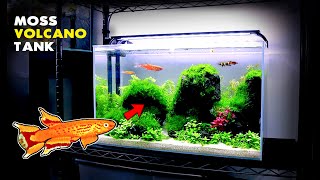 Aquascape Tutorial Moss VOLCANO Aquarium w Killifish step by step planted tank guide [upl. by Veljkov365]