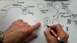 A level Biology  Oogenesis and Fertilisation [upl. by Nnilsia37]