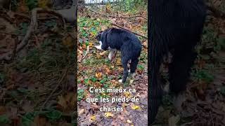 Cest mieux ça que les pieds de chaises berger australien chiot puppy education canin [upl. by Quintin]