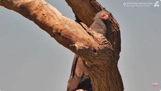 African Bateleur Eagle Visit The Waterhole Oct 312024 [upl. by Cheyney]