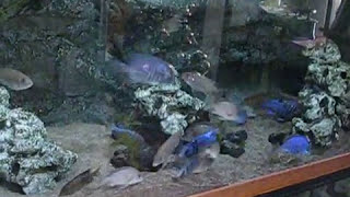 ACQUARIO MALAWIAfricanCichlidsMALAWI CICHLIDS Big aquarium for Malawi CichlidsDIY BACKGROUNDLED [upl. by Ahsikam52]