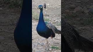 Mesmerizing Peafowl Dance nature [upl. by Esinehs]