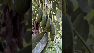 Bebek avokado alanyaozlem fruit satisfying automobile fruitcutting mango fountain farming [upl. by Mitzl]