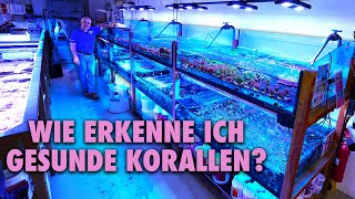 Woran erkenne ich gesunde Korallen  Claudes Tipps [upl. by Bridge599]