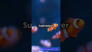 Interesting facts about clownfish 🐠 [upl. by Alejandro259]