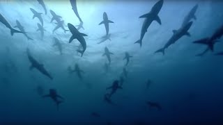 Why are Thousands of Sharks Gathering Here  Blue Planet  BBC Earth [upl. by Cheffetz295]