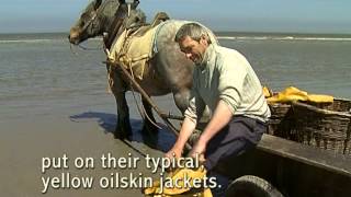 La pêche aux crevettes à cheval à Oostduinkerke [upl. by Seton]