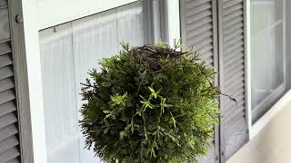 Bird watching Front porch super tiny nest [upl. by Saihttam467]