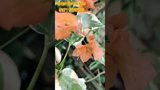 bagan bilas full shortvideo bagan bilas full viral ma nursery flowers love tree [upl. by Sundstrom]