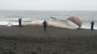 Entierran en Chile a ballena varada con protuberancia [upl. by Nyleda332]