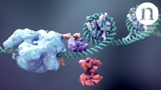 CRISPR Gene editing and beyond [upl. by Acnayb]