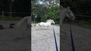 Lunging Sky  the Lipizzaner [upl. by Nwahsiek]