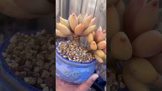 Pachyveria Ruth pachyveria succulent succulents succulentobsession plants succulentplant [upl. by Elli]