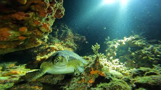 Diving Cozumel Mexico [upl. by Zitella516]