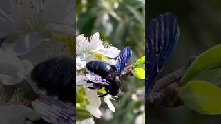 Amazing Xylocopa latipes insects shorts viral trending [upl. by Lud]