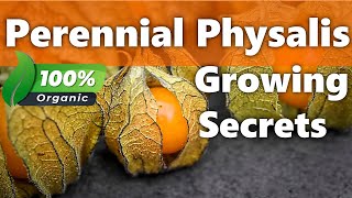 HowTo Grow Physalis as Perennials  Secrets for Success Goldenberries [upl. by Ynnhoj992]