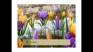 Crocuses How to Plant Grow and Care for Crocus Flowers [upl. by Robins]