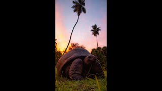 Ep 24 Aldabra Giant Tortoises [upl. by Lu]