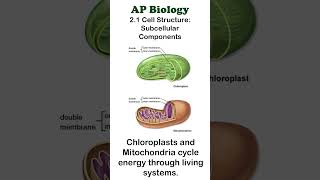 AP Bio  21 Chloroplasts and Mitochondria apbiology cellbiology [upl. by Miharbi]