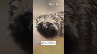 Raccoon Dog  Species Fact Card [upl. by Guinna695]