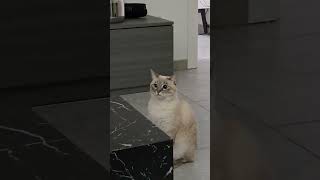 Gatto divertente cat cute catlover animals kitten petmusic petlovers catmusic pets funny [upl. by Gahan]