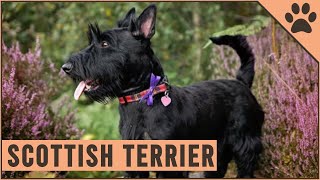 Scottish Terrier  Dog Breed Information [upl. by Cheslie760]