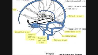 Cranial Sinuses  Anatomy amp Ordered Flow of Venous Blood [upl. by Ardnuaek]