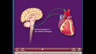 Chemoreceptor Reflex Control of Blood Pressure [upl. by Easton]