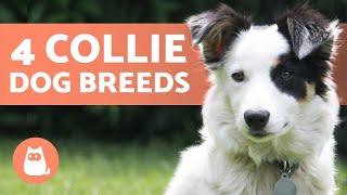 4 Types of COLLIE DOG BREEDS 🐕 Do You Know Them All [upl. by Christophe302]