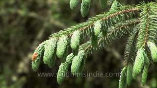 Fir spruce and other conifers of Bhutan [upl. by Yule]