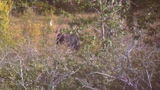 Shiras Bull Moose on the Blackfeet Reservation [upl. by Nagel769]