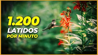 20 curiosidades del colibrí que no conocías 💛 [upl. by Ellesor]