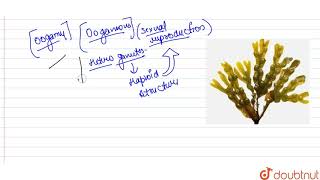 A  Fucus a brown alga shows oogamy R Female gamete is quite large as compare to male gamete [upl. by Dey]